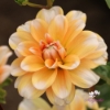 Picture of Orange Perception