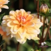 Picture of Orange Perception