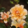 Picture of Orange Perception
