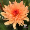 Picture of Orange Pygmy