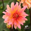 Picture of Orange Pygmy
