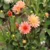 Picture of Orange Pygmy
