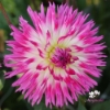 Bild på Orchid Princess