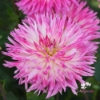 Bild på Orchid Princess