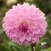 Picture of Pink Ardour