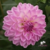 Picture of Pink Ardour