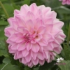 Picture of Pink Ardour