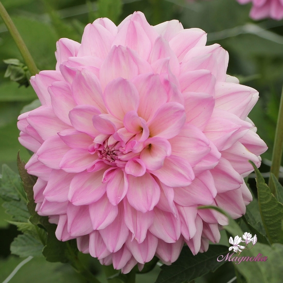 Picture of Pink Ardour