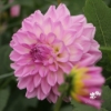 Picture of Pink Ardour