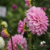 Picture of Pink Ardour