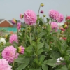 Picture of Pink Ardour