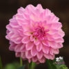 Picture of Pink Ardour
