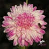 Picture of Que Sera