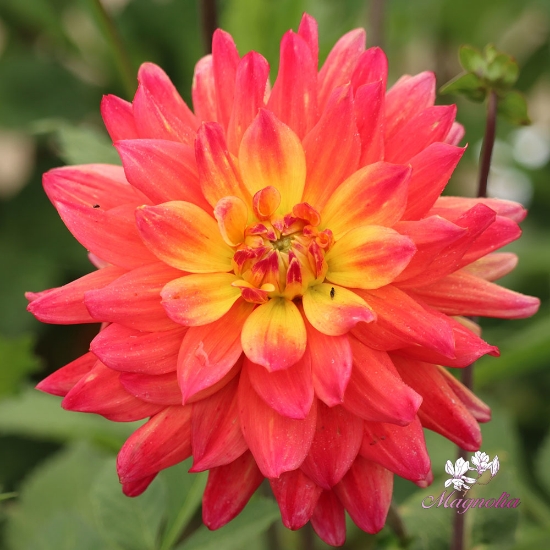 Bild på Rainbow Silence