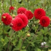 Picture of Red Fubuki