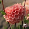 Picture of Romance 