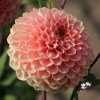 Picture of Romance 
