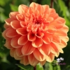 Picture of Royal King