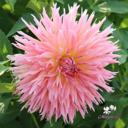 Bild på Shaggy Chic