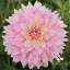 Picture of Strawberry Ice