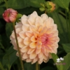 Picture of Sturm Sweet Maria