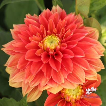 Picture of Sunset Tropicana