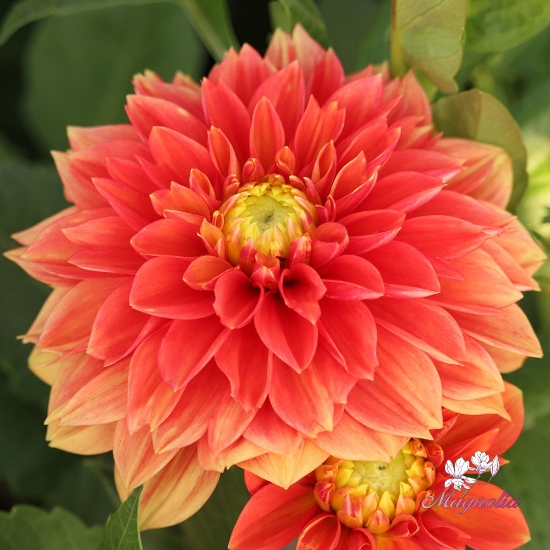 Picture of Sunset Tropicana