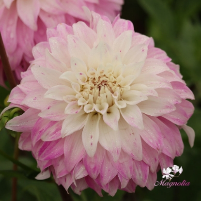 Picture of Victoria Ann