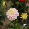 Bild på Rose Quartz Idylle (Mgg 10 stickling)