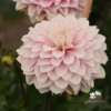 Bild på Rose Quartz Idylle (Mgg 10 stickling)
