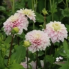 Bild på Rose Quartz Idylle (Mgg 10 stickling)