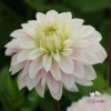 Bild på Rose Quartz Idylle (Mgg 10 stickling)
