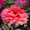 Picture of Sketched Magenta Idylle (Mgg 12)