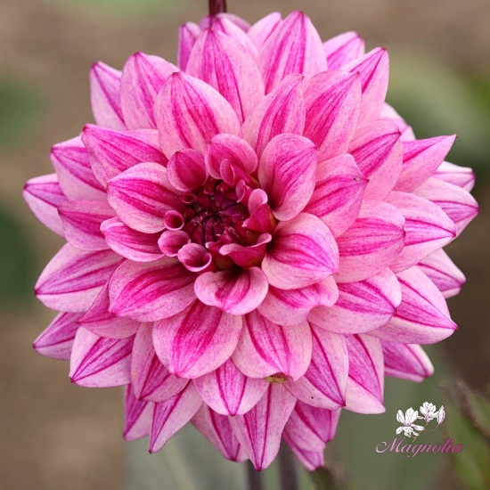 Picture of Circus Idylle 