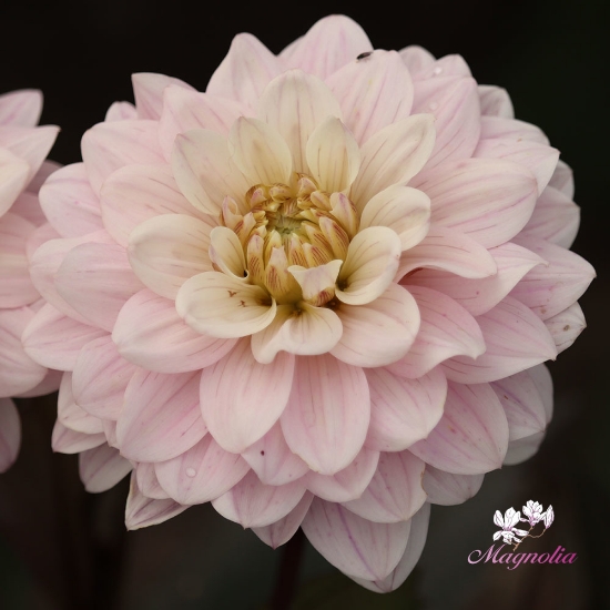 Picture of Night & Day Idylle 