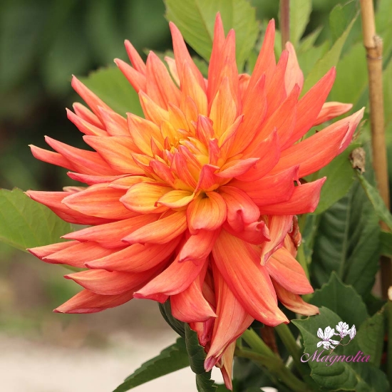 Bild på Tropical Idylle 