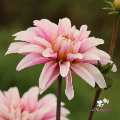 Bild på Fairy Idylle