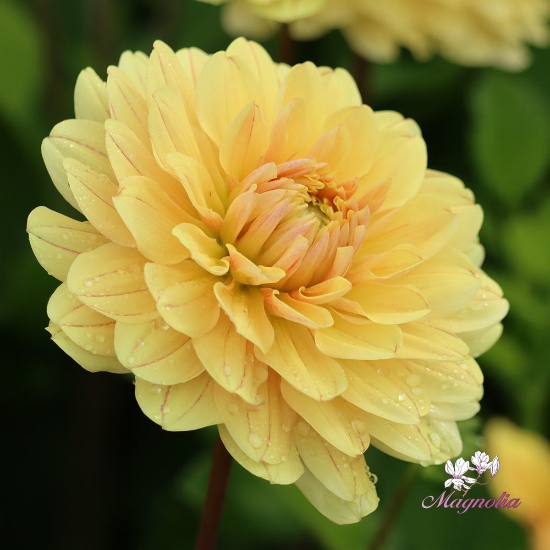 Picture of Canary Idylle (Mgg 28)