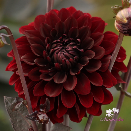 Bild på Onyx Idylle 