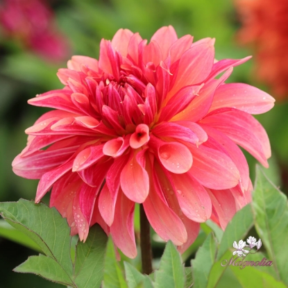 Bild på Swirled Guava Idylle 