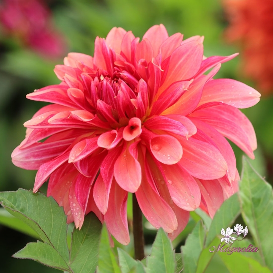 Picture of Swirled Guava Idylle 