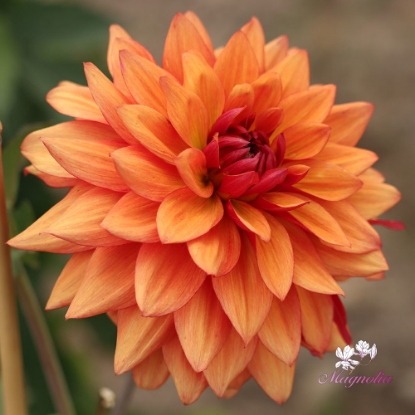 Bild på Burning Idylle 