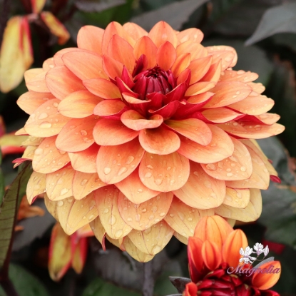 Bild på Calvados Idylle 