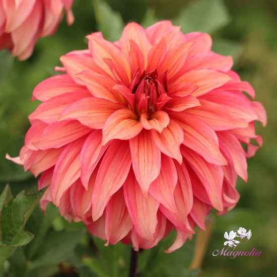 Picture of Truffula Idylle 