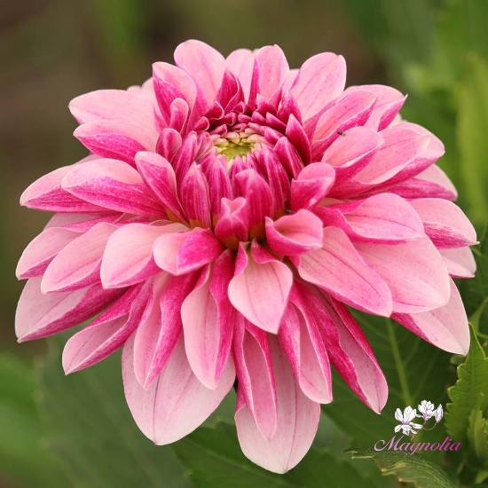 Picture of Crayon Idylle 