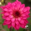Bild på Fuchsia Idylle (Mgg 35)