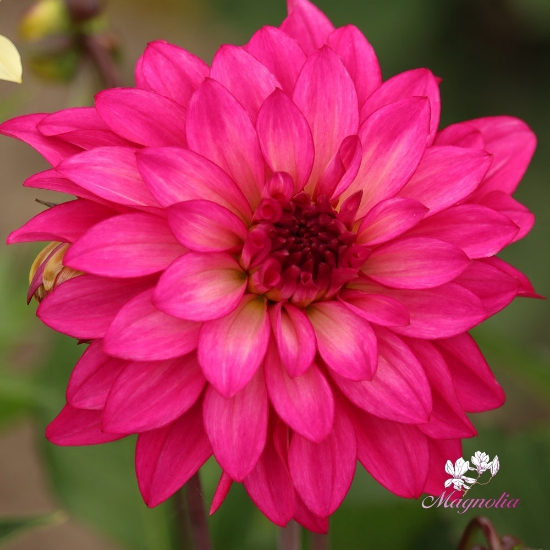 Bild på Fuchsia Idylle 