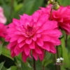Picture of Fuscia Idylle (Mgg 35)