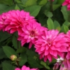 Bild på Fuchsia Idylle (Mgg 35)