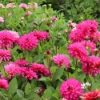 Bild på Fuchsia Idylle (Mgg 35)